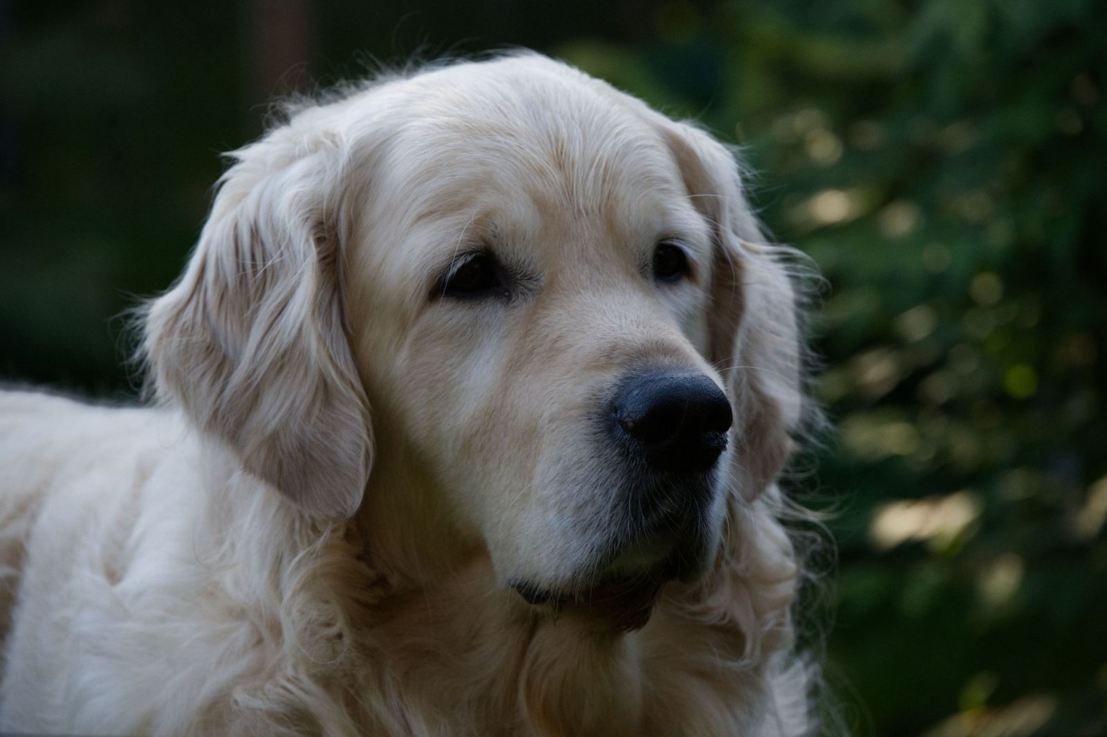 Golden Retriever