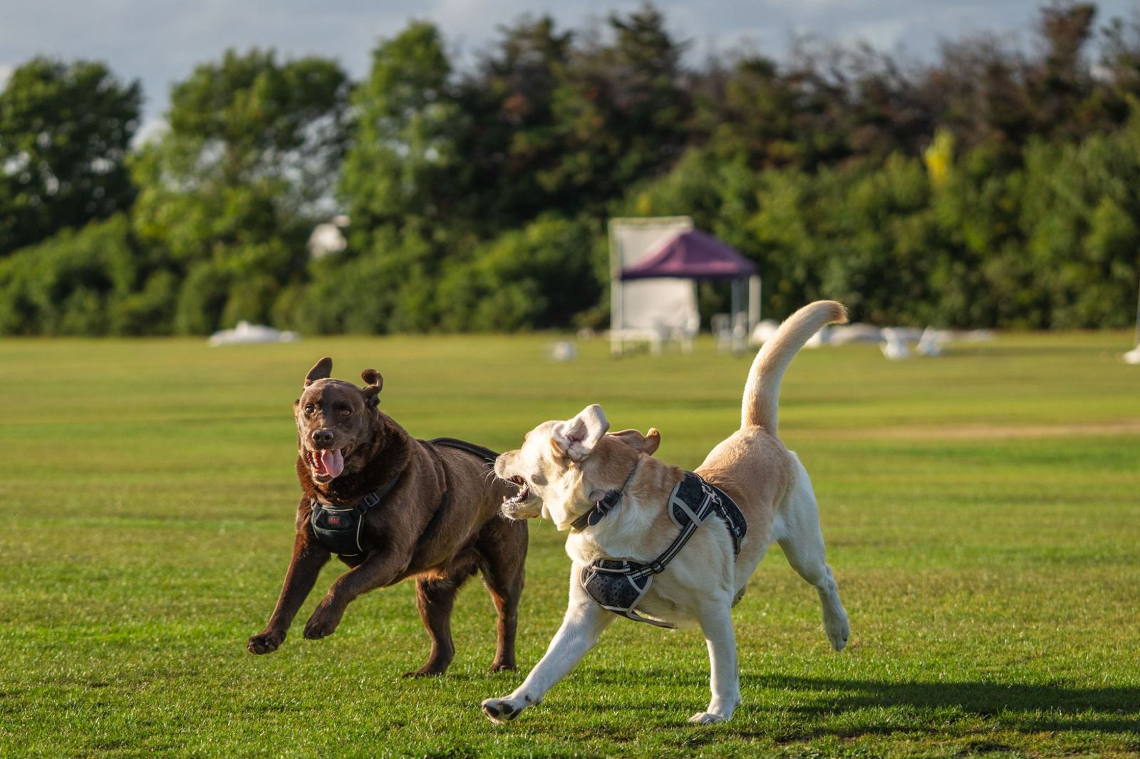 Two Labradors playing on a lawn
